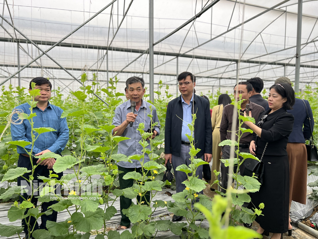 Đoàn tham quan mô hình trồng dưa trong nhà kính của gia đình ông Tống Viết Vinh xã Khánh Thượng (Yên Mô).