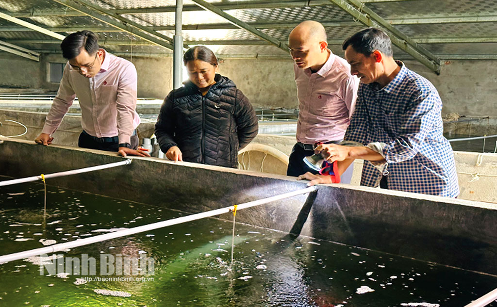 Nhờ được giá, trại sản xuất hàu giống của gia đình ông Trần Văn Tùy (thị trấn Bình Minh) cho thu nhập không dưới 500 triệu đồng/vụ.