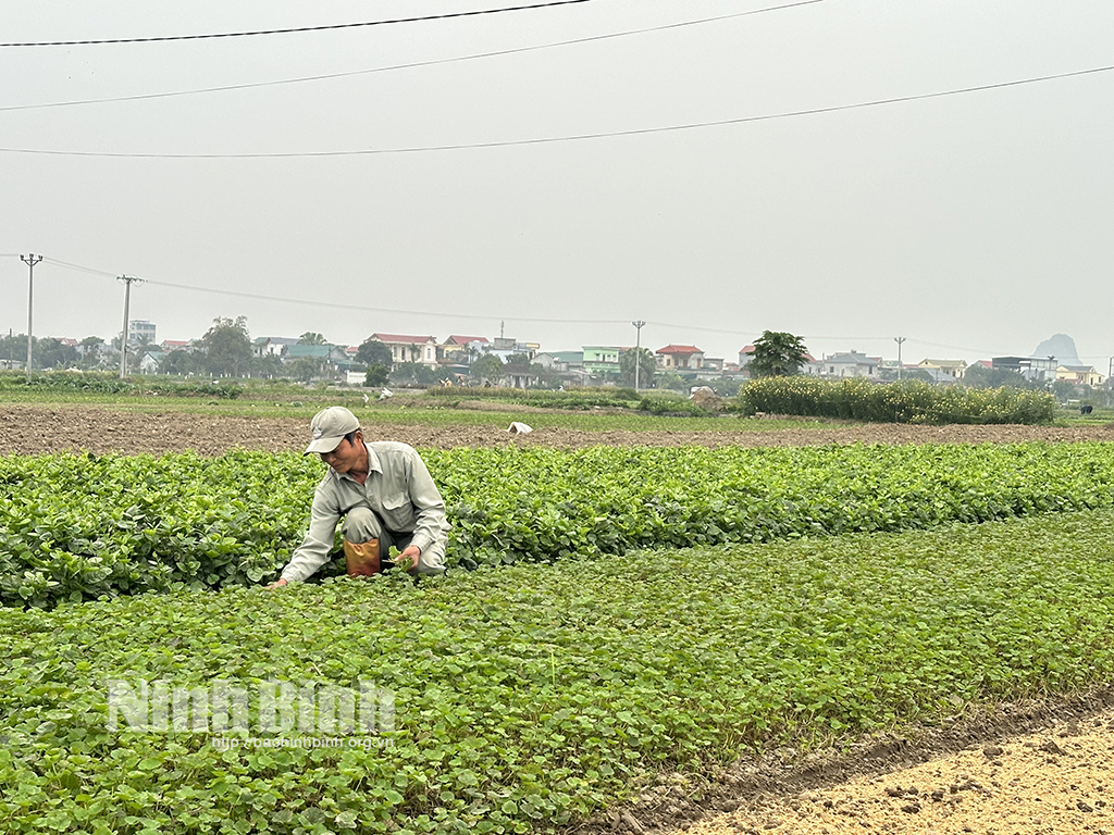 Nông dân xã Yên Thắng (Yên Mô) chăm sóc cây rau má.