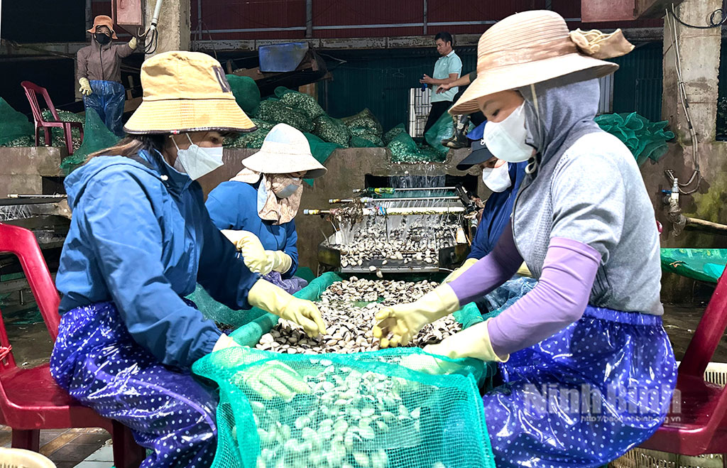 Sản phẩm ngao Kim Sơn đã đạt chứng nhận ASC để xuất khẩu đi châu Âu.