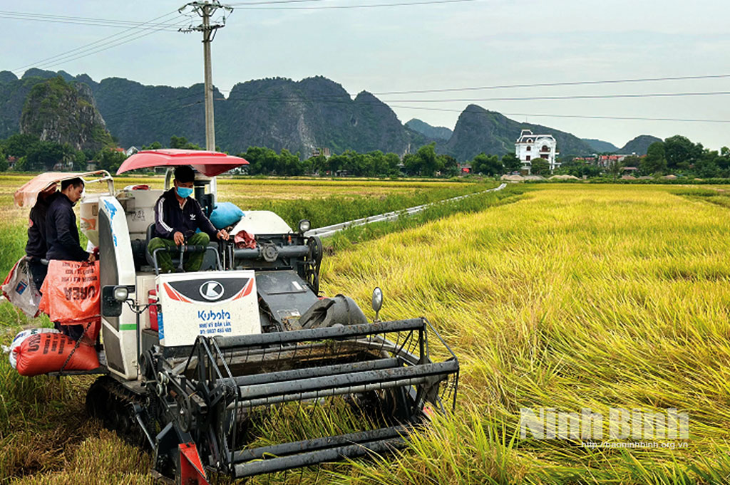 Nông dân xã Ninh Tiến (thành phố Hoa Lư) sử dụng cơ giới hóa để thu hoạch lúa Đông xuân. Ảnh: Anh Tuấn
