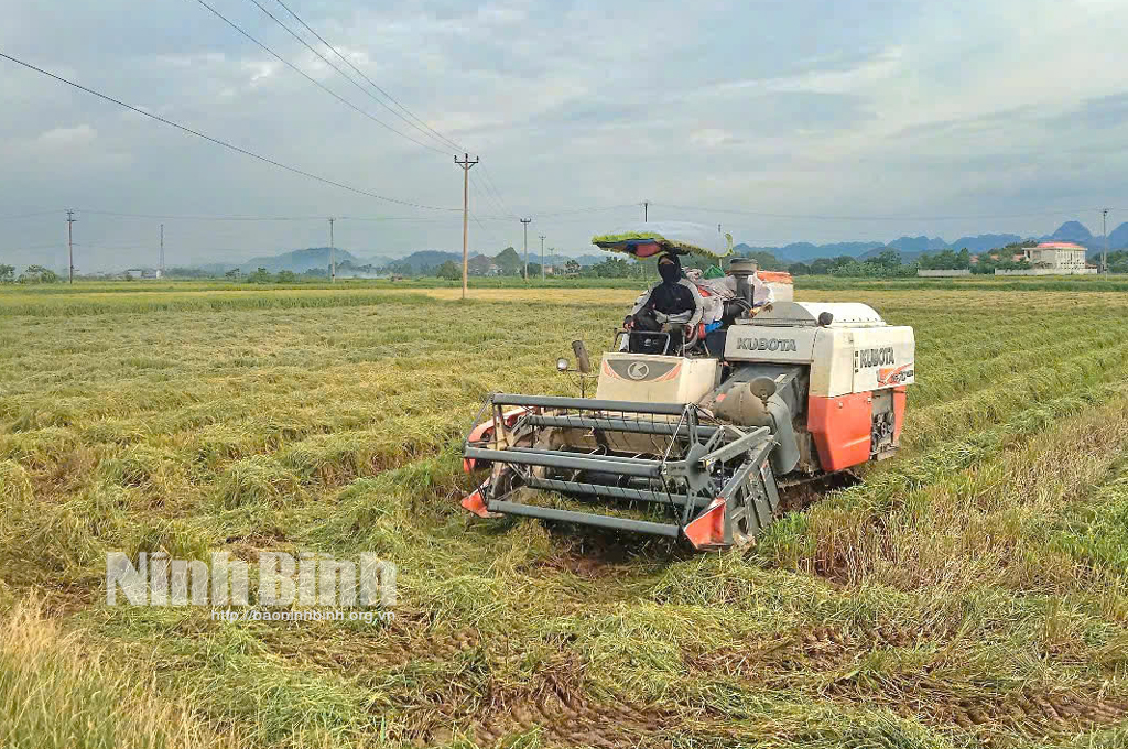 Nông dân xã Yên Thắng (Yên Mô) khẩn trương thu hoạch lúa Đông Xuân.