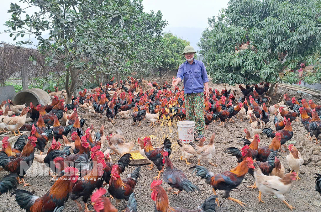 Ông Trịnh Đình Chính, ở thôn Mai Trung, xã Gia Vân chăm sóc, bảo vệ đàn gà trong mùa nắng nóng.