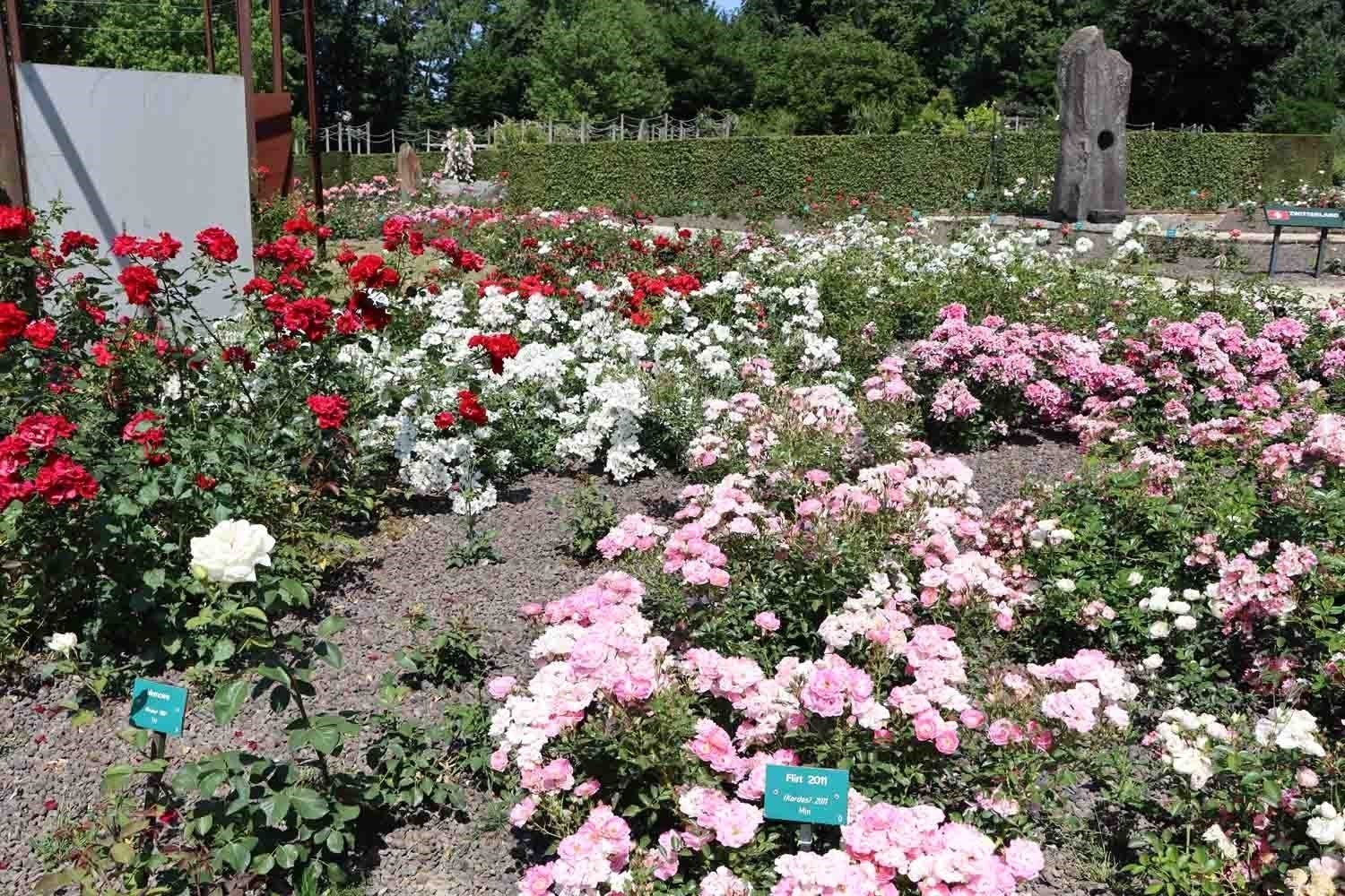 Vườn hồng cổ tại Coloma, Bỉ.