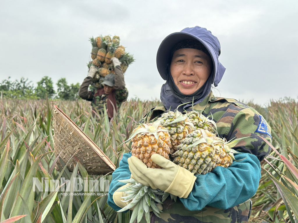 Niềm vui được mùa, được giá của người trồng dứa phường Tam Điệp.
