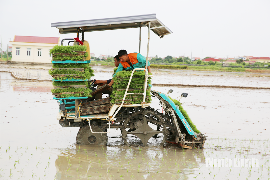 Nông dân xã Hiển Khánh đẩy mạnh cấy máy-mạ khay trong sản xuất vụ mùa năm 2025.