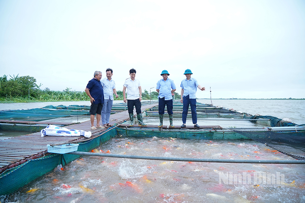 Nhờ chủ động ứng phó, hệ thống lồng bè nuôi cá lồng trên sông Hồng của gia đình ông Trần Văn Sỹ, thôn Duyên Hà, xã Nam Lý vẫn an toàn khi bão Wipha đổ bộ.