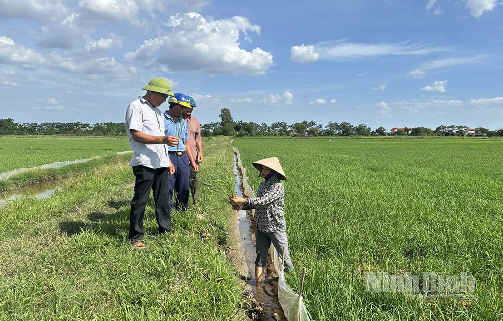 Ban quản trị HTX Nhân Phúc, xã Nam Lý kiểm tra, giám sát tình hình sâu bệnh trên đồng ruộng.