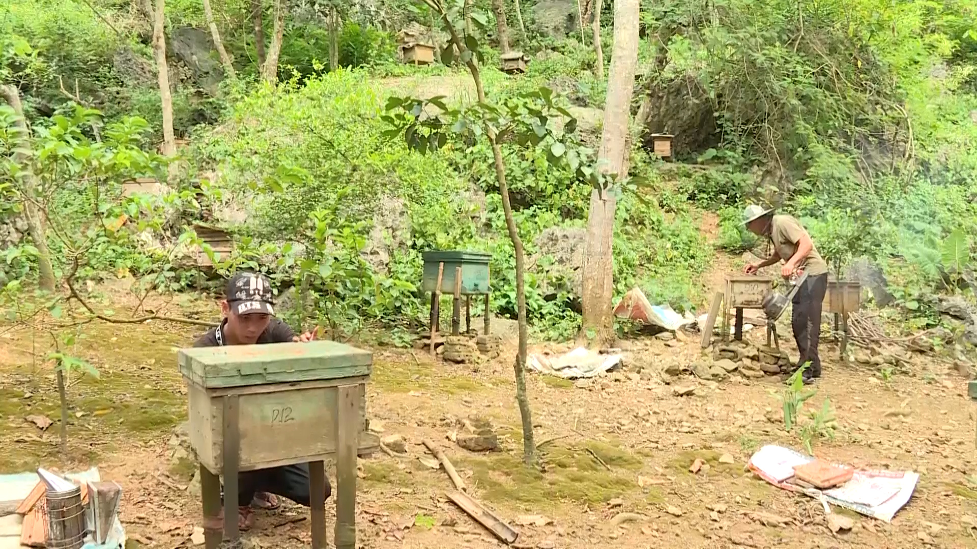 Model of bee-keeping in the forest.