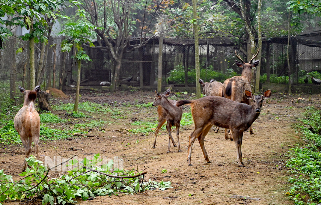 Sambars deer is taken to Cuc Phuong National Park. 