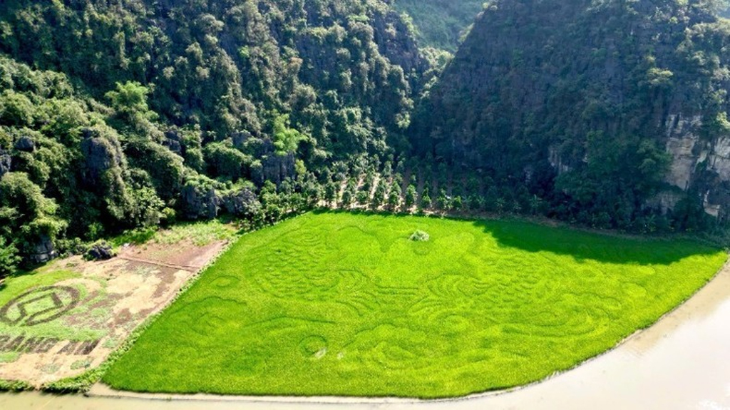 The Tam Coc rice fields in Ninh Binh are currently attracting great interest from tourists.
