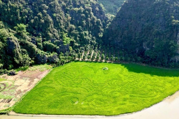Unique art installation at Tam Coc rice fields in Ninh Binh Province