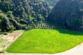 The Tam Coc rice fields in Ninh Binh are currently attracting great interest from tourists.