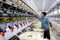 Yarn production at the Logitex Co., Ltd in Vu Ninh Industrial Cluster, Kien Xuong district, Thai Binh province. (Photo: VNA)
