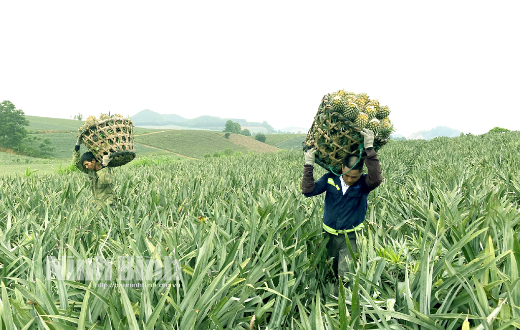 Haversting pineapple in Dong Giao (Tam Diep).