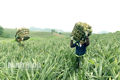 Haversting pineapple in Dong Giao (Tam Diep).