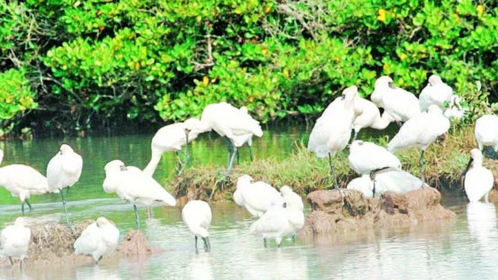 Many rare bird species have chosen Xuan Thuy National Park as a stopover on their migratory journey.