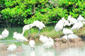 Many rare bird species have chosen Xuan Thuy National Park as a stopover on their migratory journey.