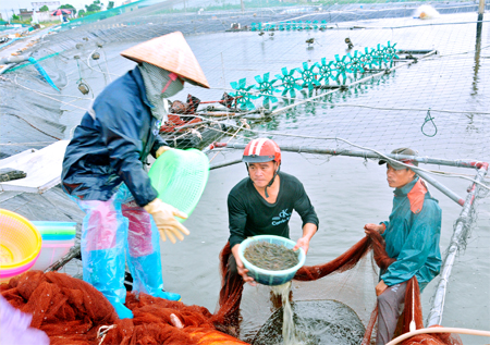 Shrimp breeding in coastal district of Kim Son.
