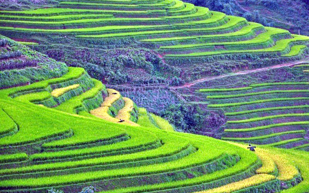 Terrace field in Sapa.