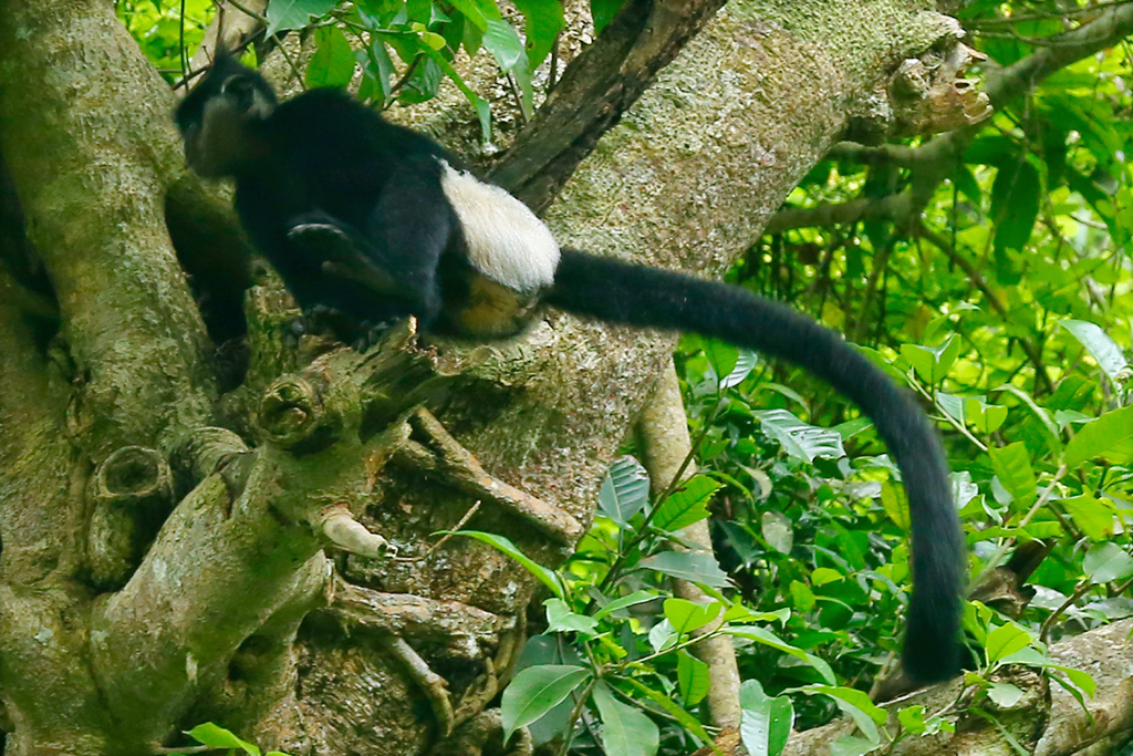 Delacour langur in Cuc Phuong National Park.