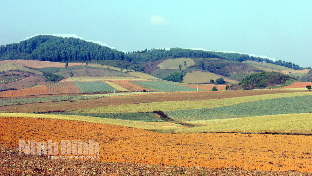 Dong Giao pineapple field covers a vast area spanning thousands of hectares.