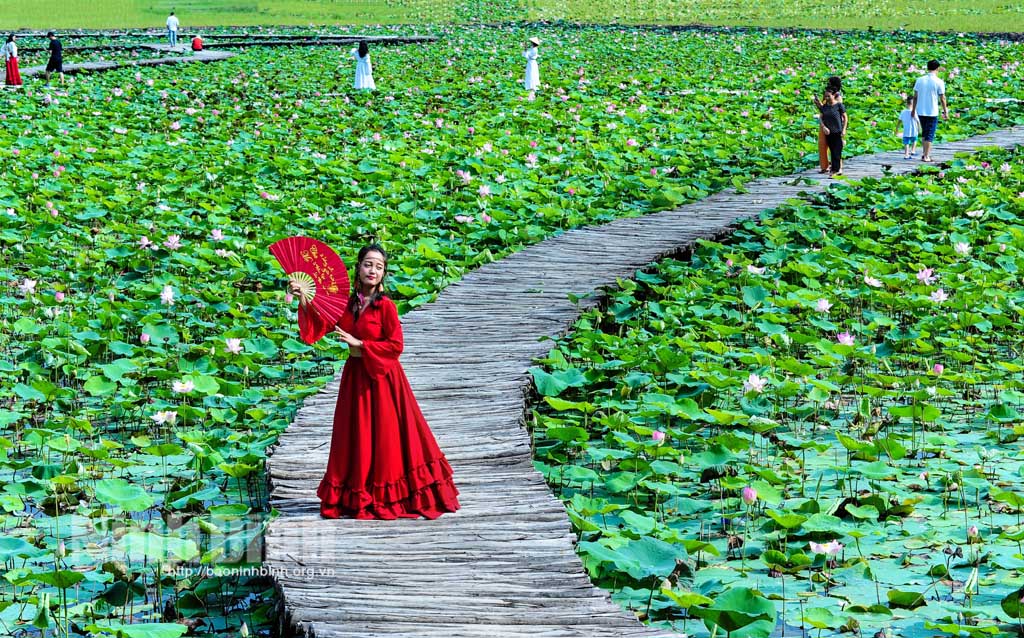 Stunning lotus season in Hoa Lu ancient capital