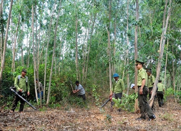 Forest rangers in Phu Cat district of central Binh Dịnh province and local people treating vegetation in the local planted forest area.