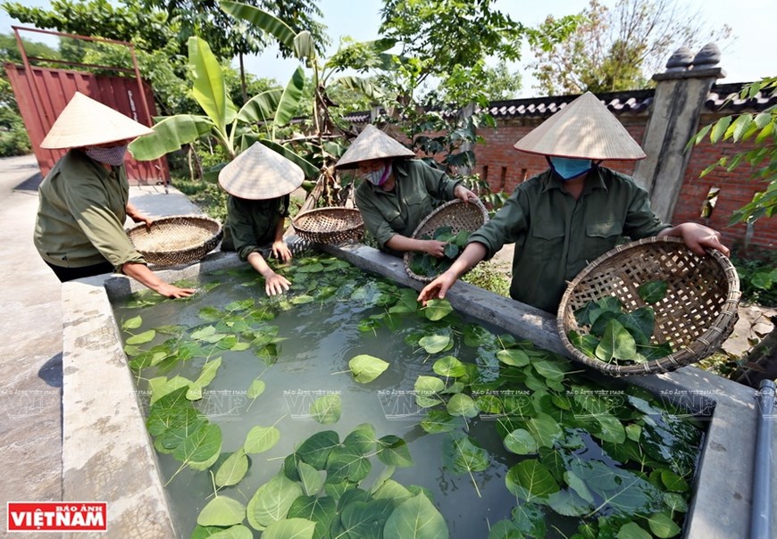 Bodhi leaf paintings