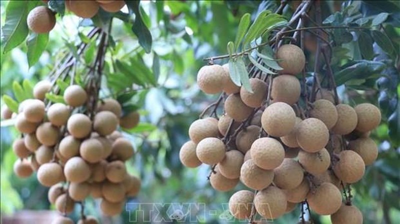 Vietnamese longan (Photo: VNA)