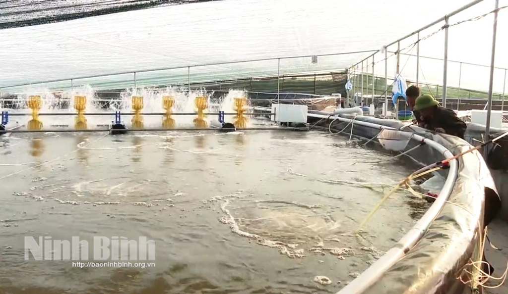 The area of shrimp breeding ponds covered with plastic sheets and anti-sunlight nets has been expanded.