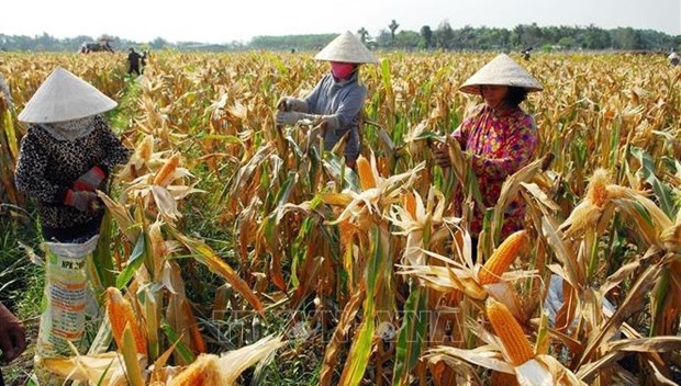 With the new multi-dimensional poverty line approved last year, the near poor and poor household rate in Vietnam increases from 5.2% in 2020 to 9.35% this year.