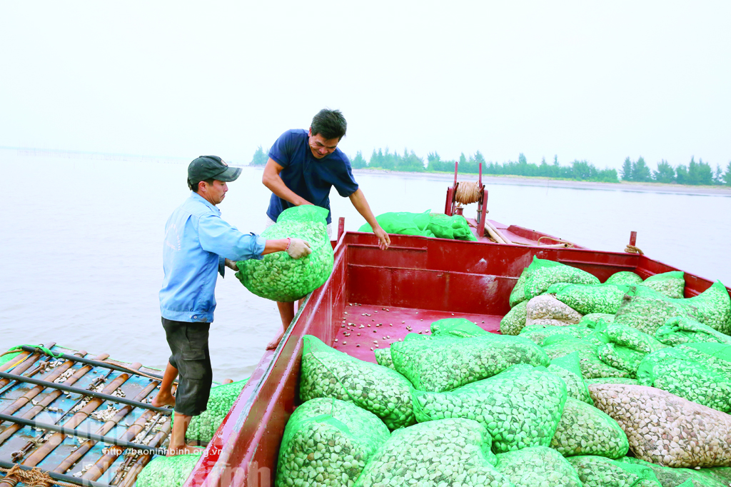 Kim Son has become a "capital" of producing small clams and oysters.