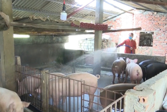 The herds of pigs exceeded 275,000 in the first half of 2022.
