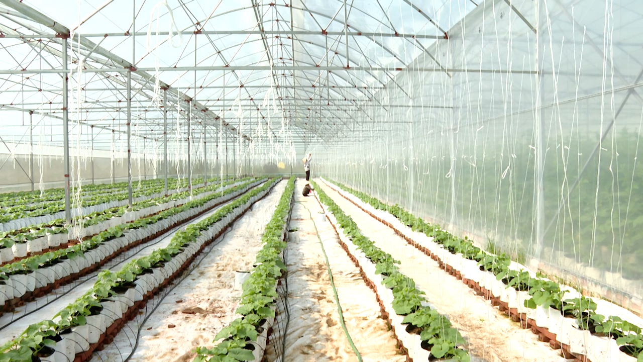 Local farmers have applied hi-tech in farming.