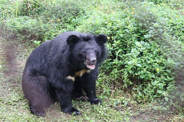 A bear is raised at Bear Sanctuary Ninh Binh. (Photo: VNA)