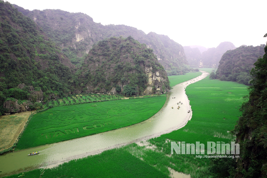 The paddy field is cultivated into the shape of the picture "Ly ngu vong nguyet" (carp playing with the full moon) on an area of over 95.000 sq.m.