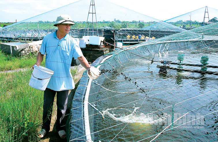 Shrimp breeding in Kim Son district.