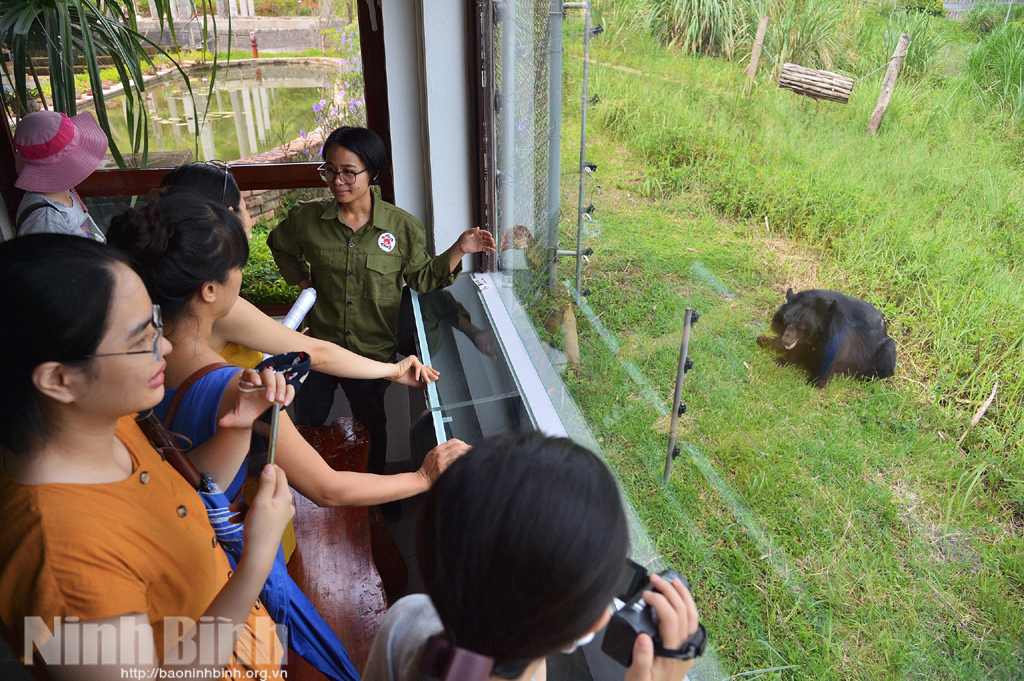 A bear is raised at Bear Sanctuary Ninh Binh.