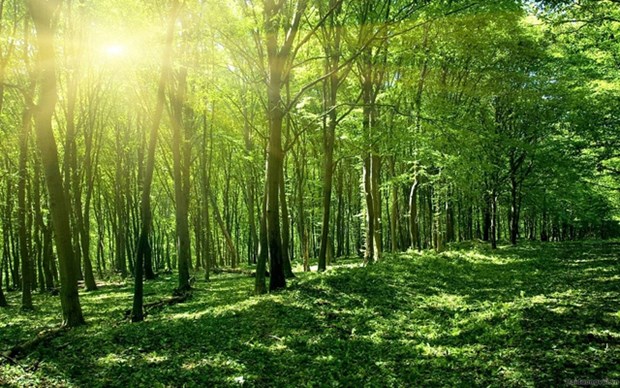 The area of downgraded natural forests restored and upgraded is set at 10% by 2025, and 20% by 2030. (Photo: baochinhphu.vn)