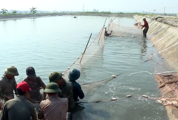 Ninh Binh turns disadvantages into advantages in agricultural development